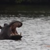 215 LOANGO Inyoungou Lagune Ngove Hippopotame Hippopotamus amphibius 12E5K2IMG_79530awtmk.jpg
